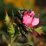 日本甲虫玫瑰花