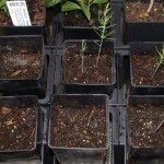 芦笋seedlings1