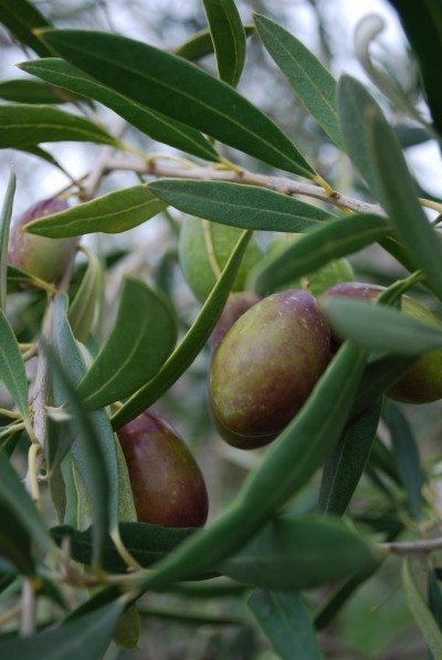 橄榄树水果1
