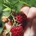 树莓挑选