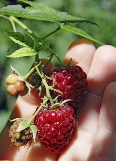 树莓挑选