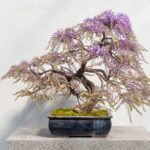 盆栽紫藤
