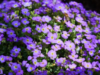紫色aubrieta花