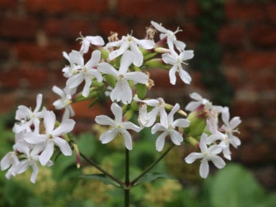 白色肥皂草的花